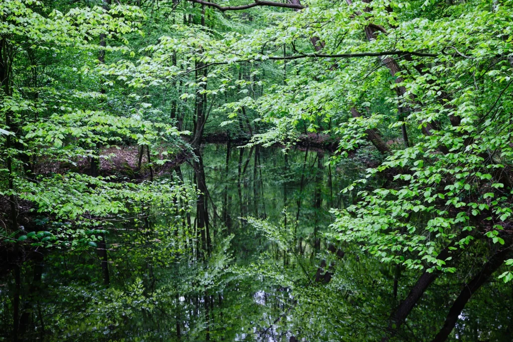 Waterloopbos, The Netherlands — Waterloopbos, The Netherlands
