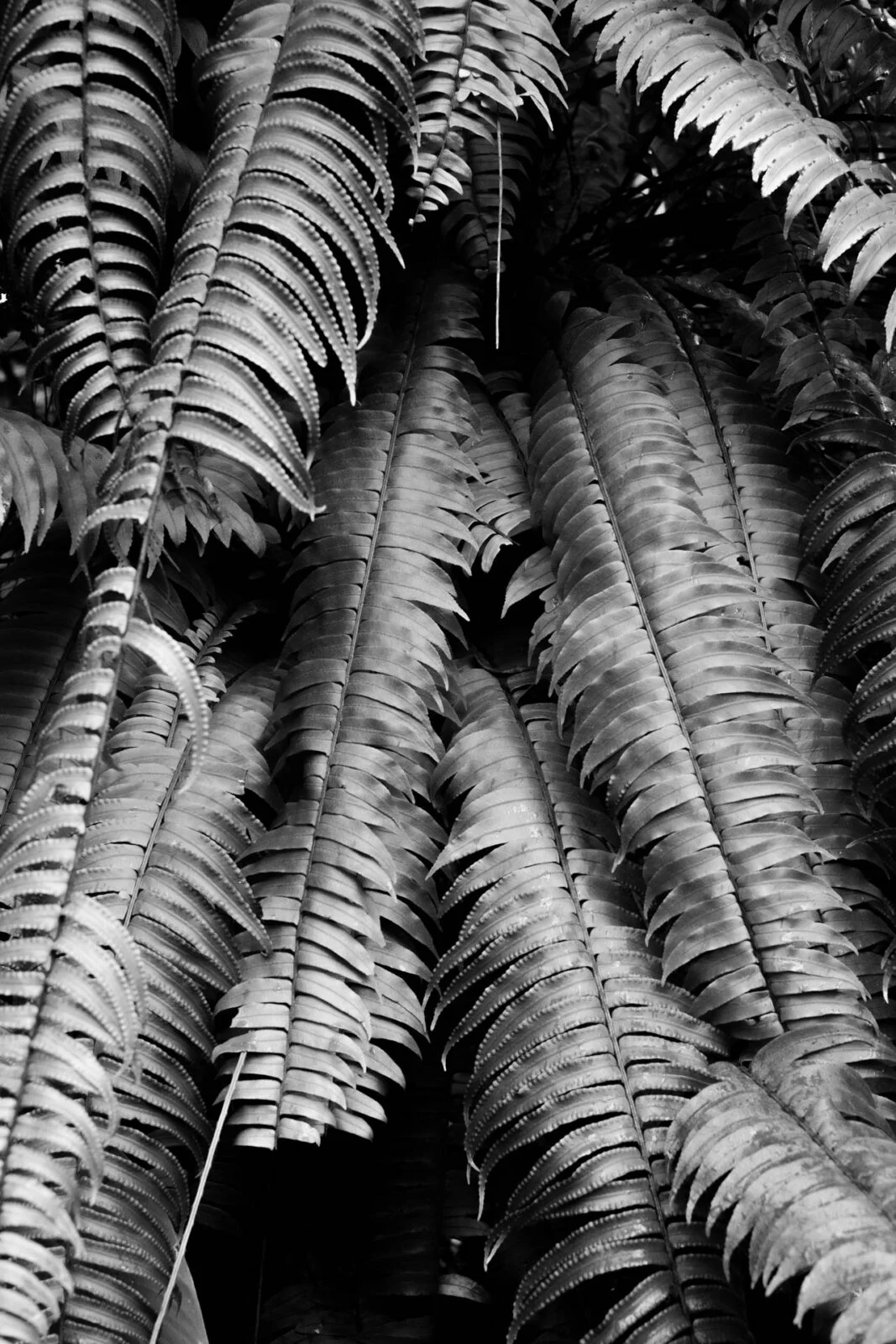 Hortus Amsterdam, The Netherlands