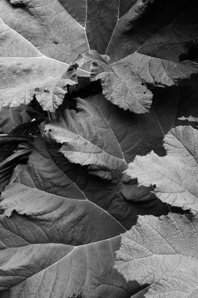 Hortus Amsterdam, The Netherlands — Hortus Amsterdam, The Netherlands