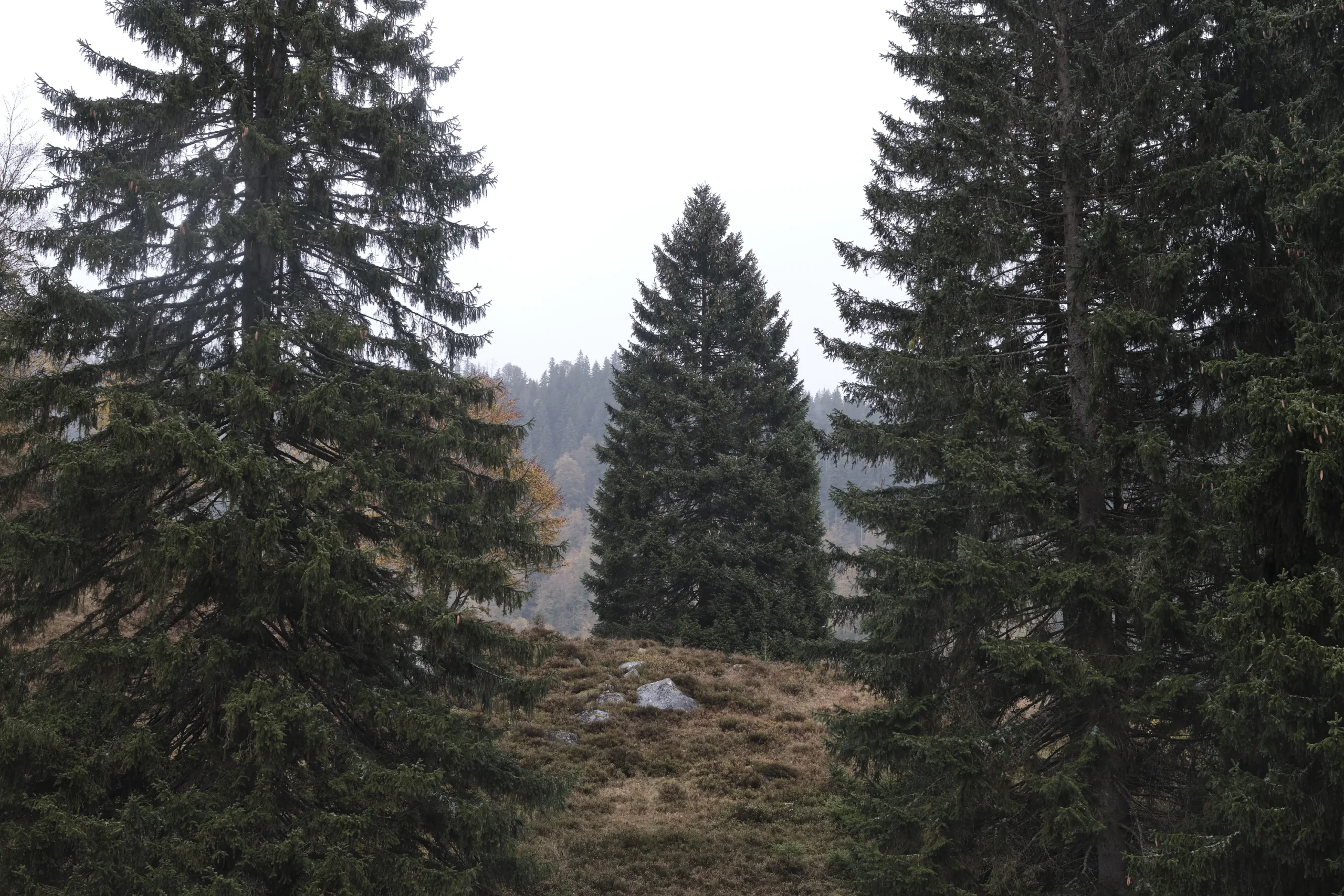 Menzenschwand, Germany