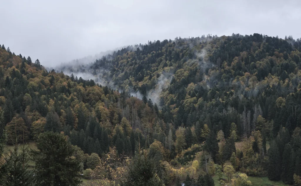 Black Forest, Germany — Black Forest, Germany