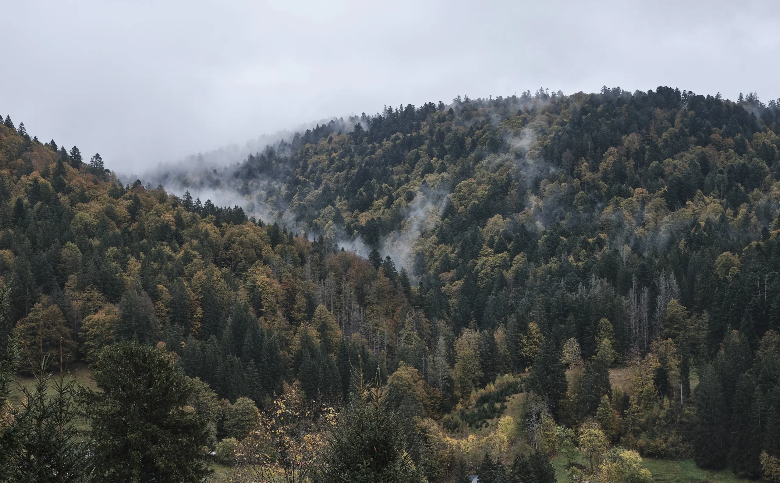 Black Forest, Germany
