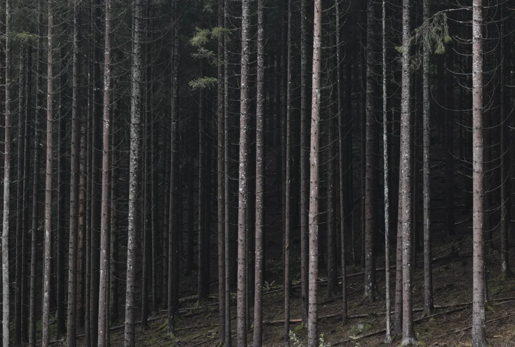 Black Forest, Germany — Black Forest, Germany