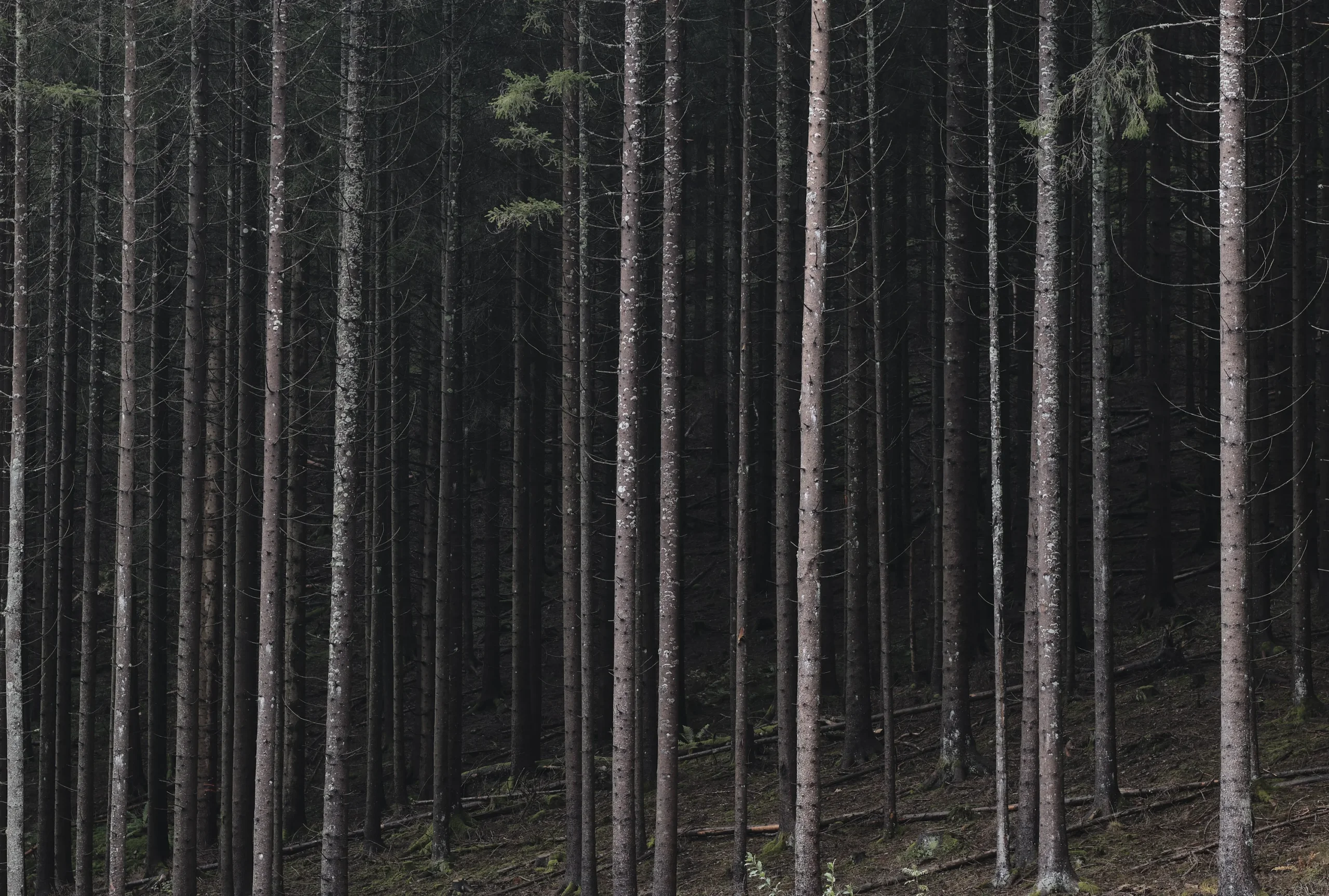 Black Forest, Germany