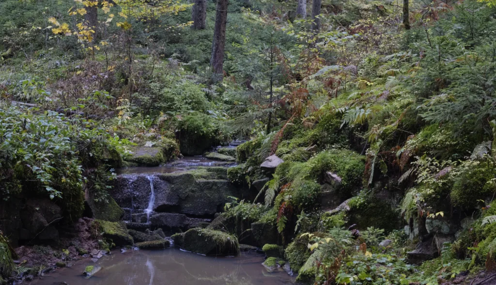 Black Forest, Germany — Black Forest, Germany