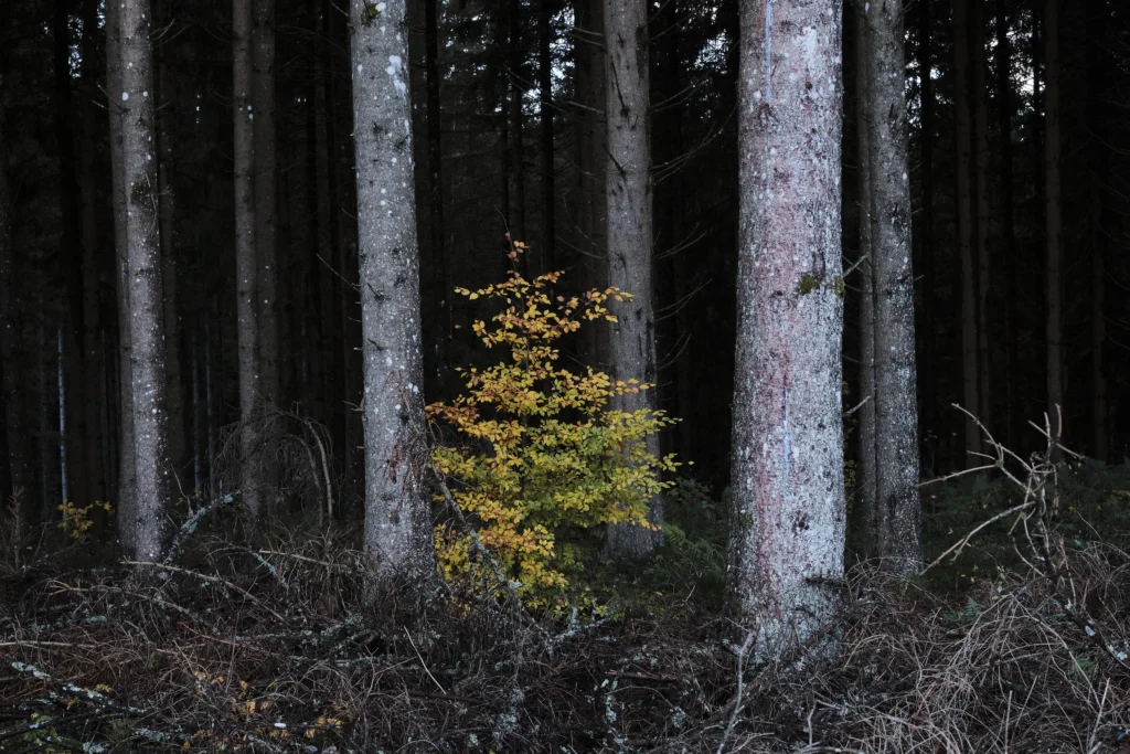 Black Forest, Germany — Black Forest, Germany
