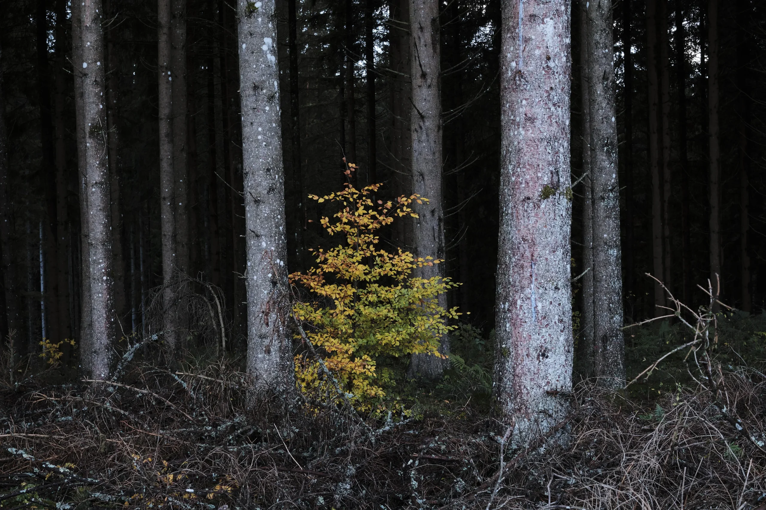Black Forest, Germany