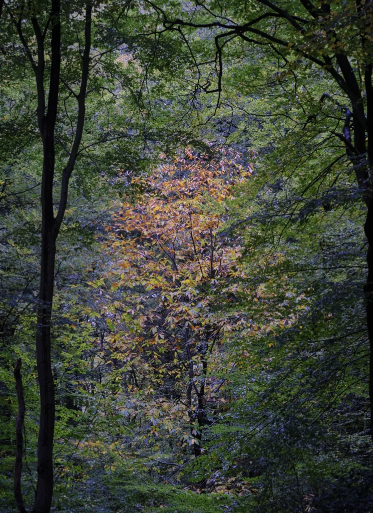 Speulderbos, The Netherlands — Speulderbos, The Netherlands
