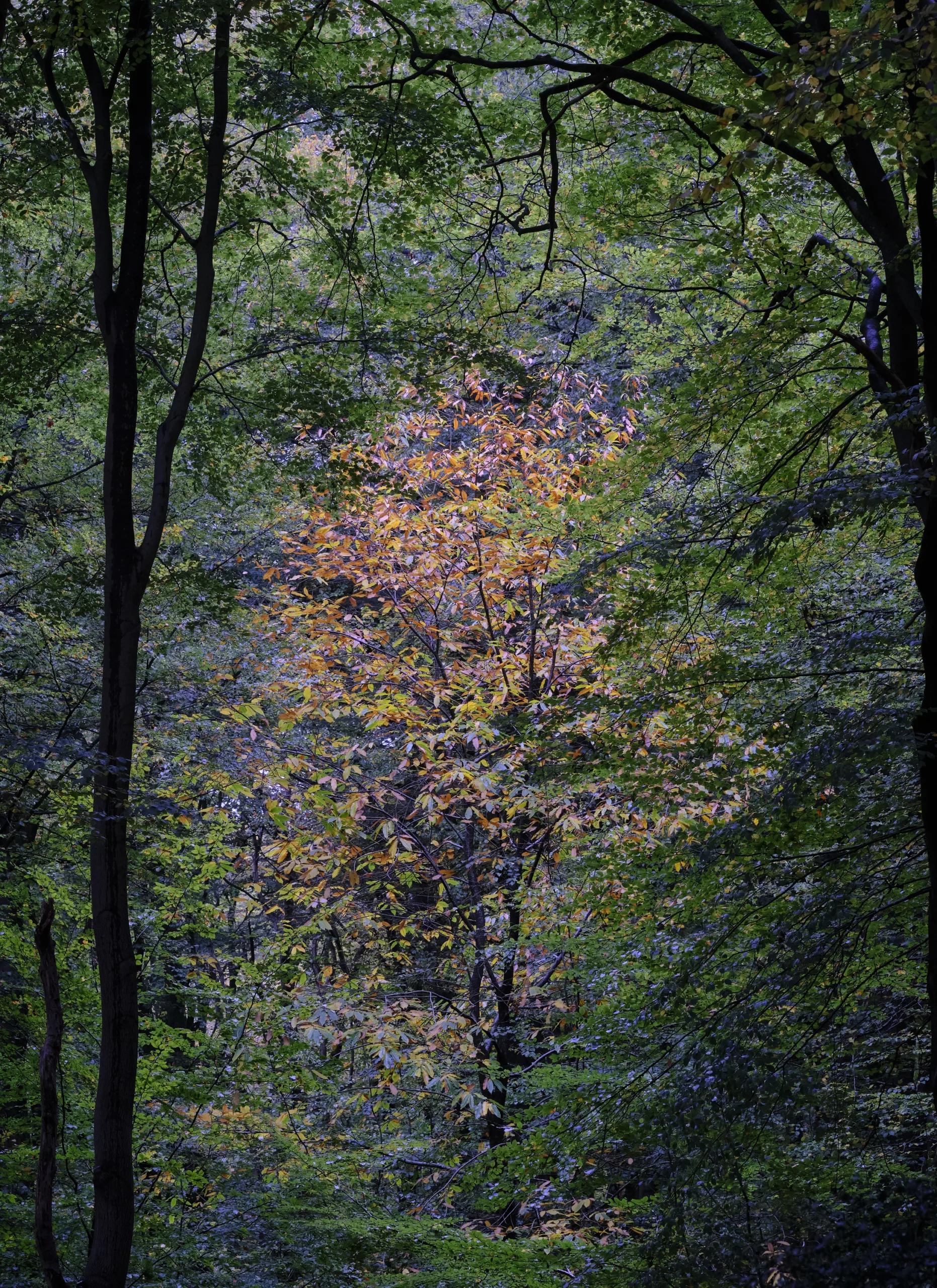 Speulderbos, The Netherlands