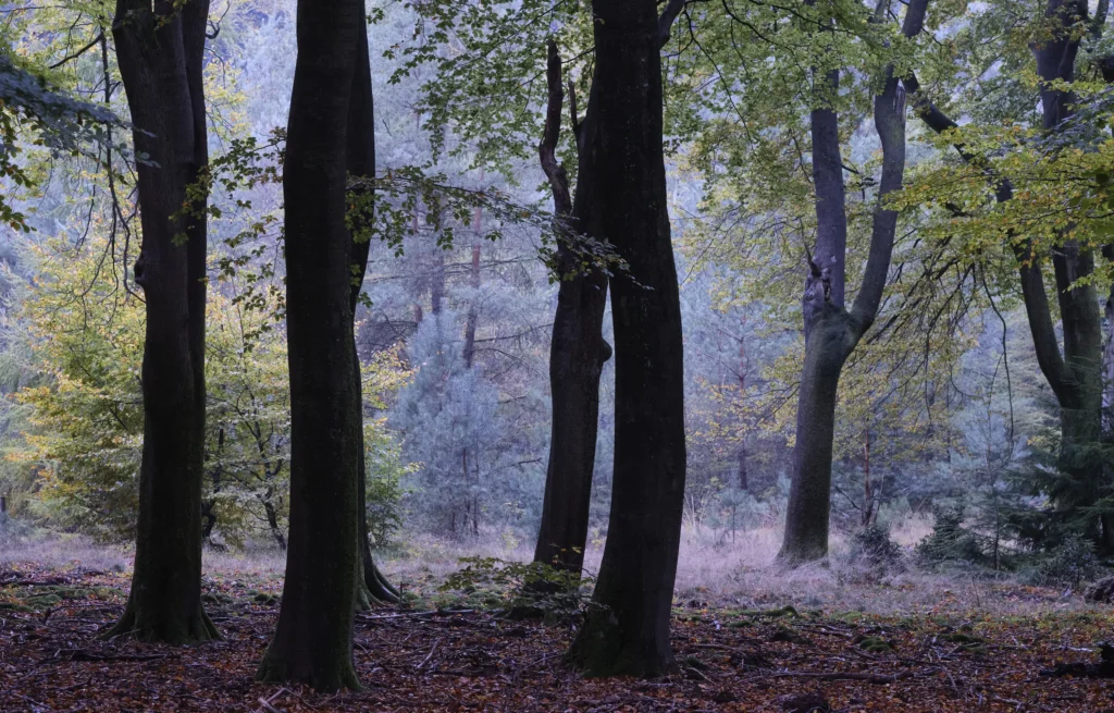Speulderbos, The Netherlands — Speulderbos, The Netherlands