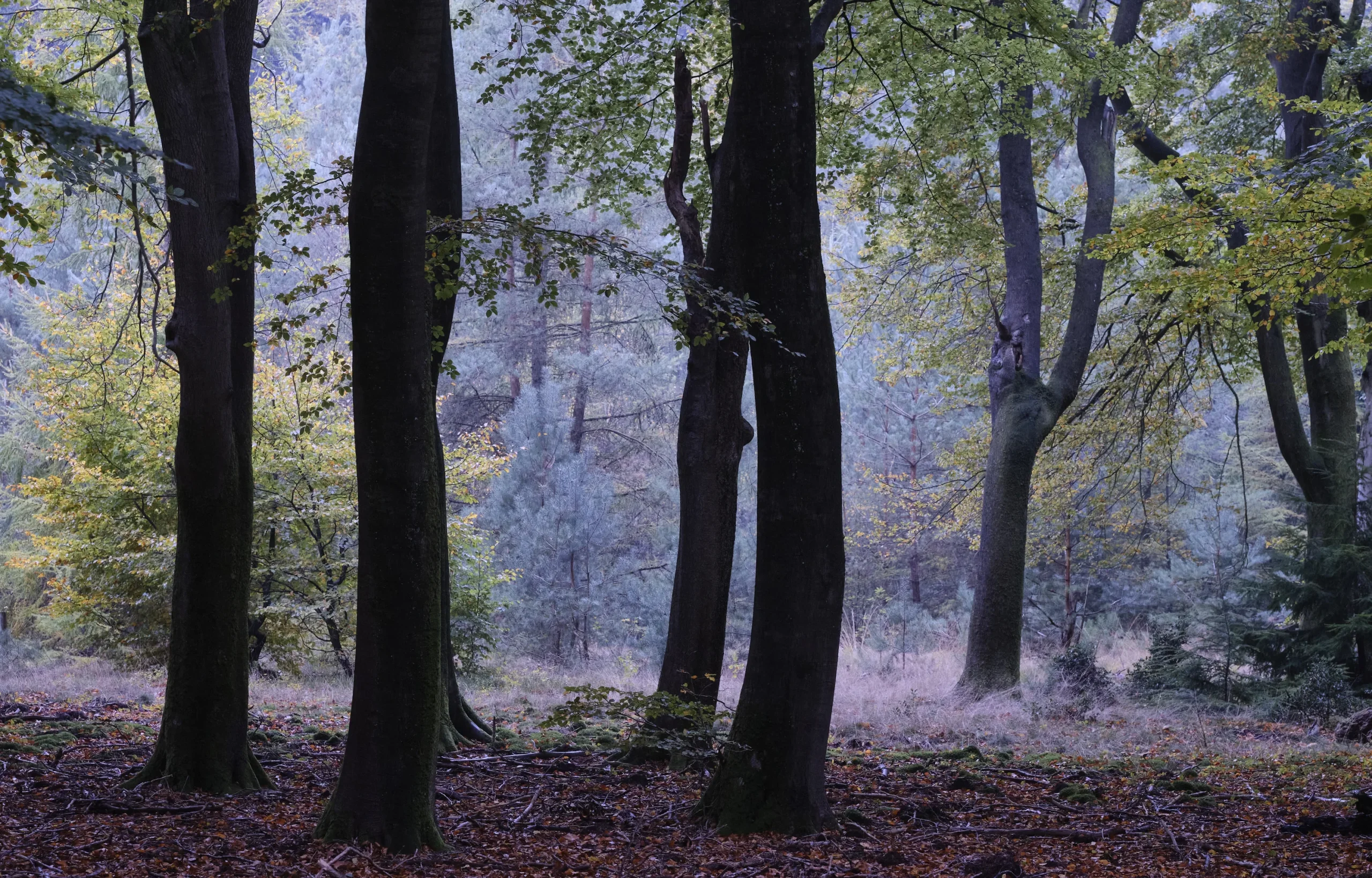 Speulderbos, The Netherlands