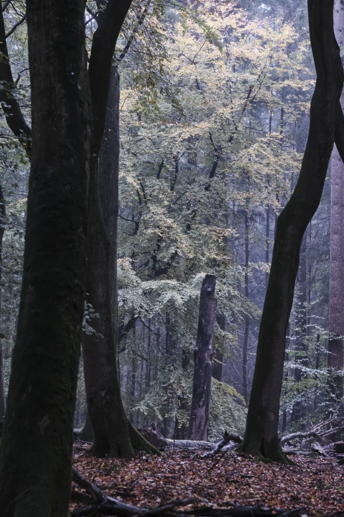 Speulderbos, The Netherlands — Speulderbos, The Netherlands