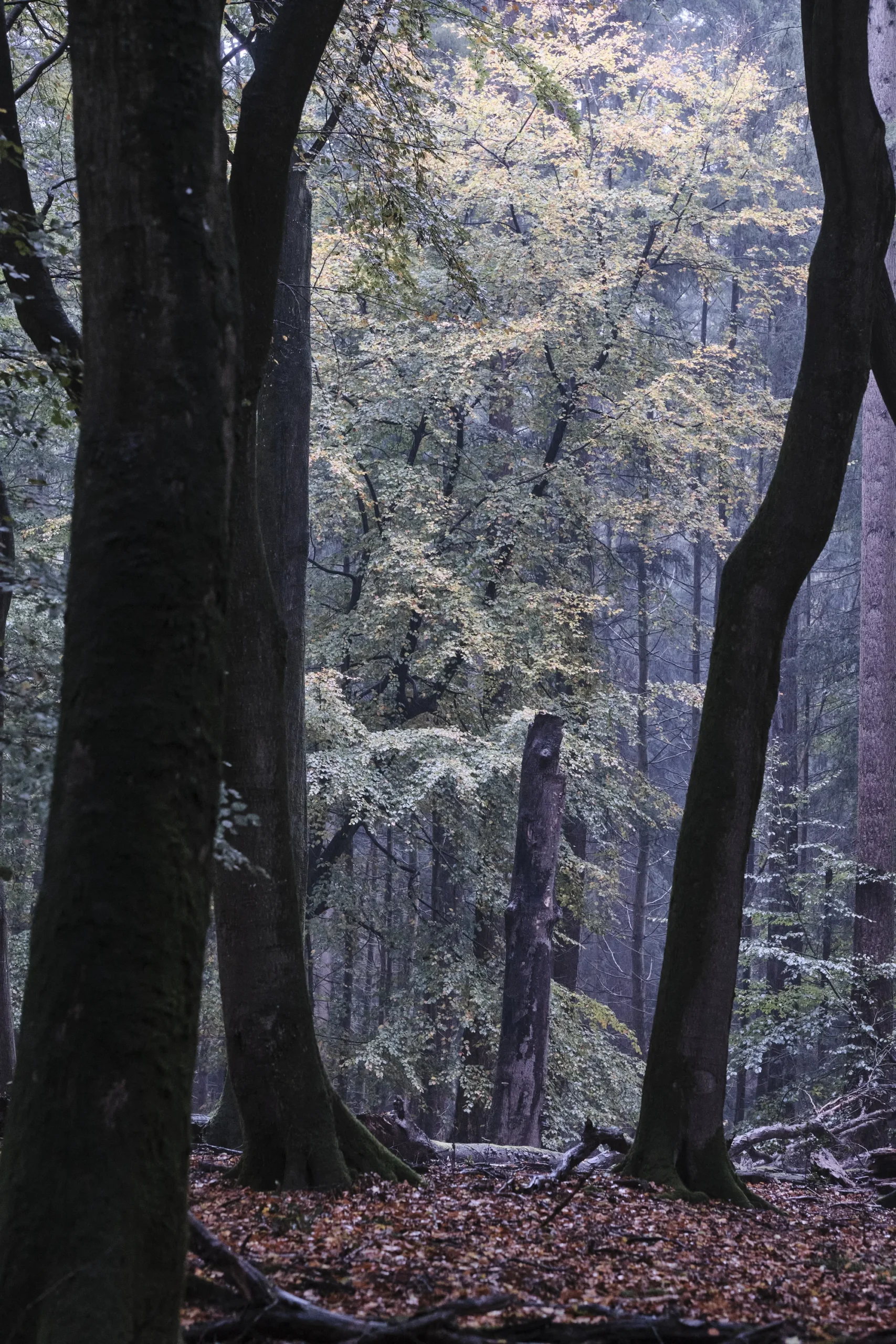 Speulderbos, The Netherlands