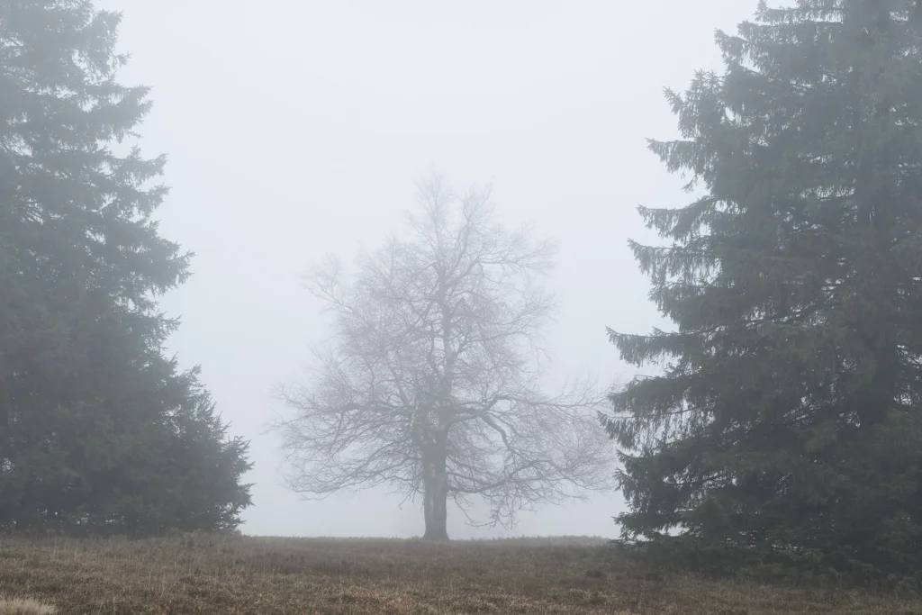 Nature
