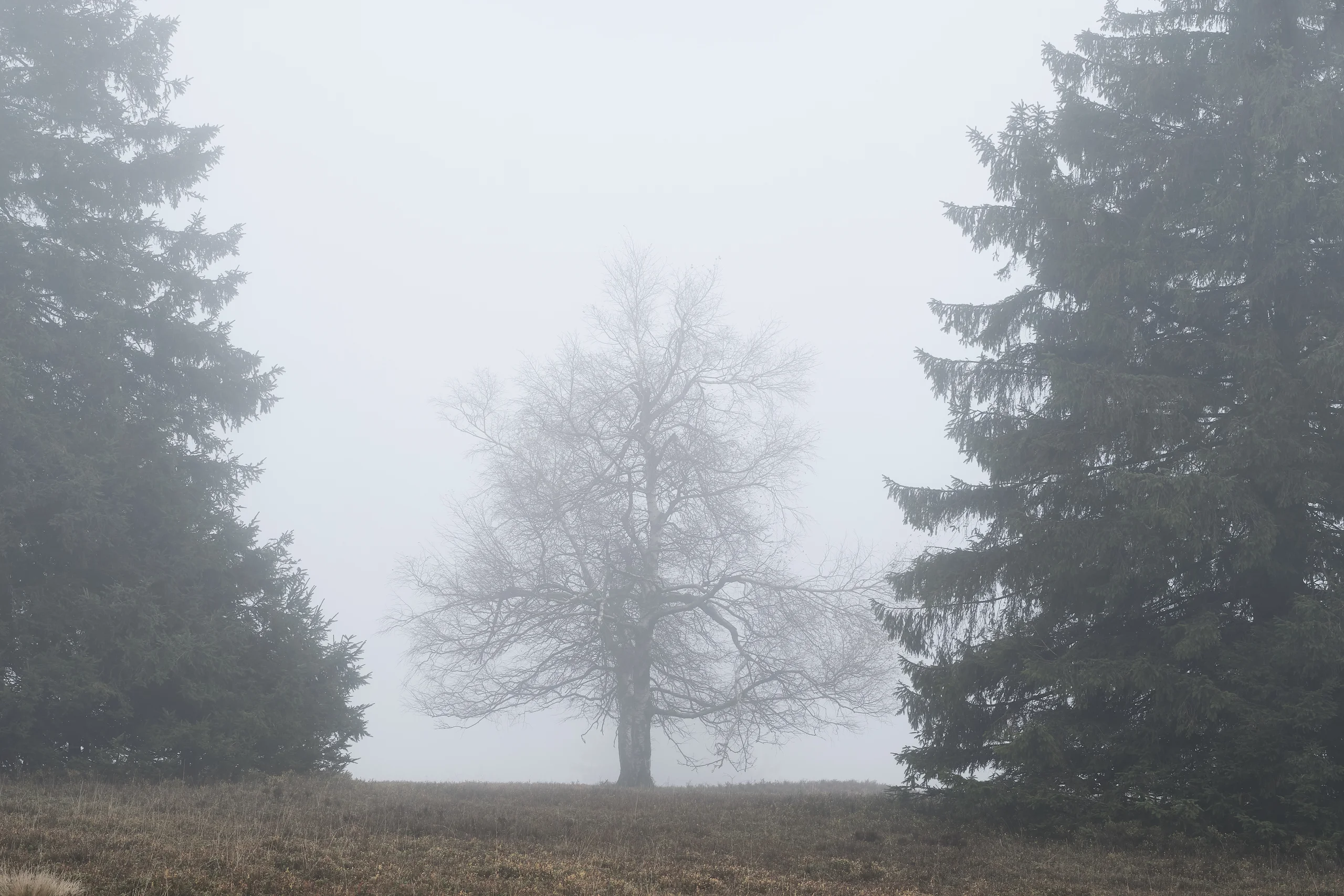 Nature