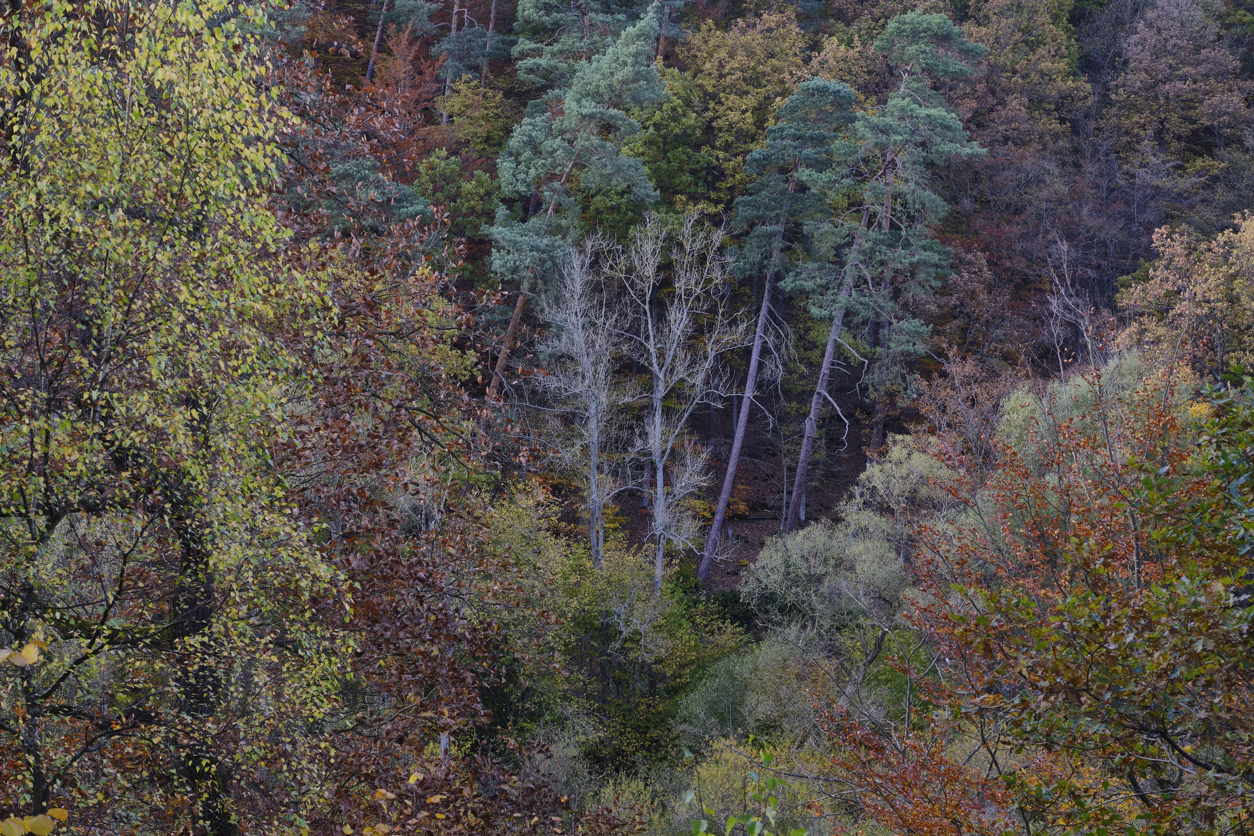 Nature