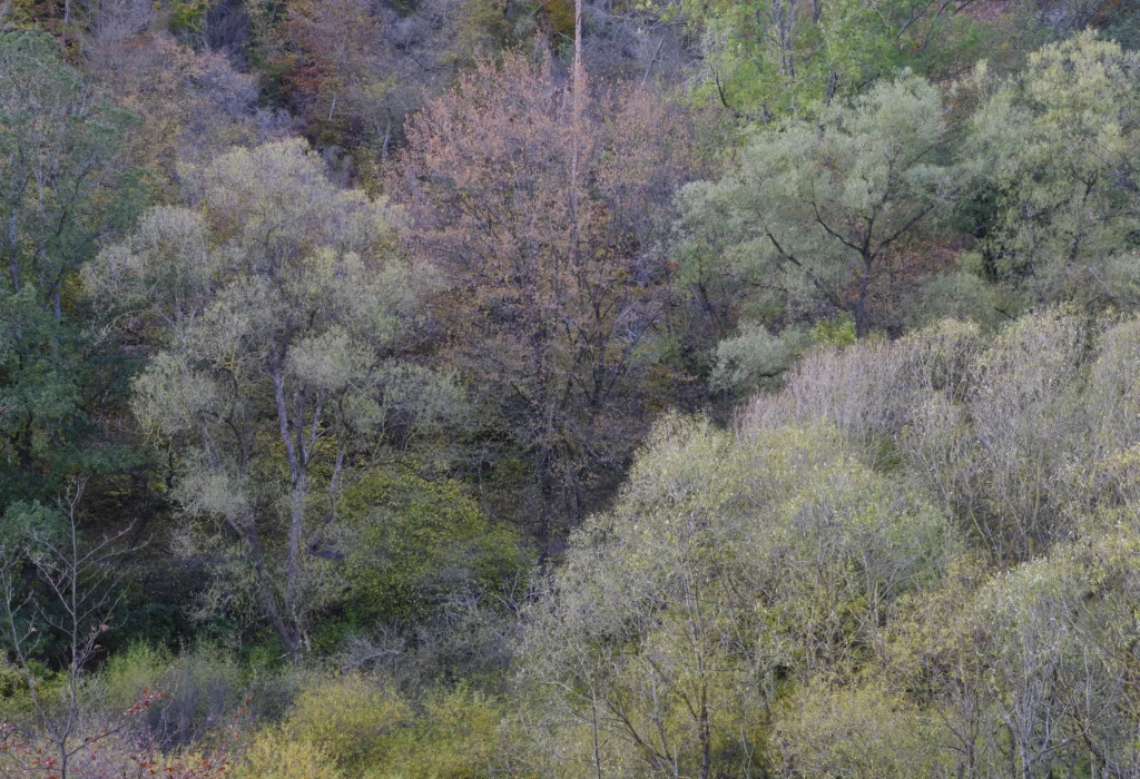 Nature