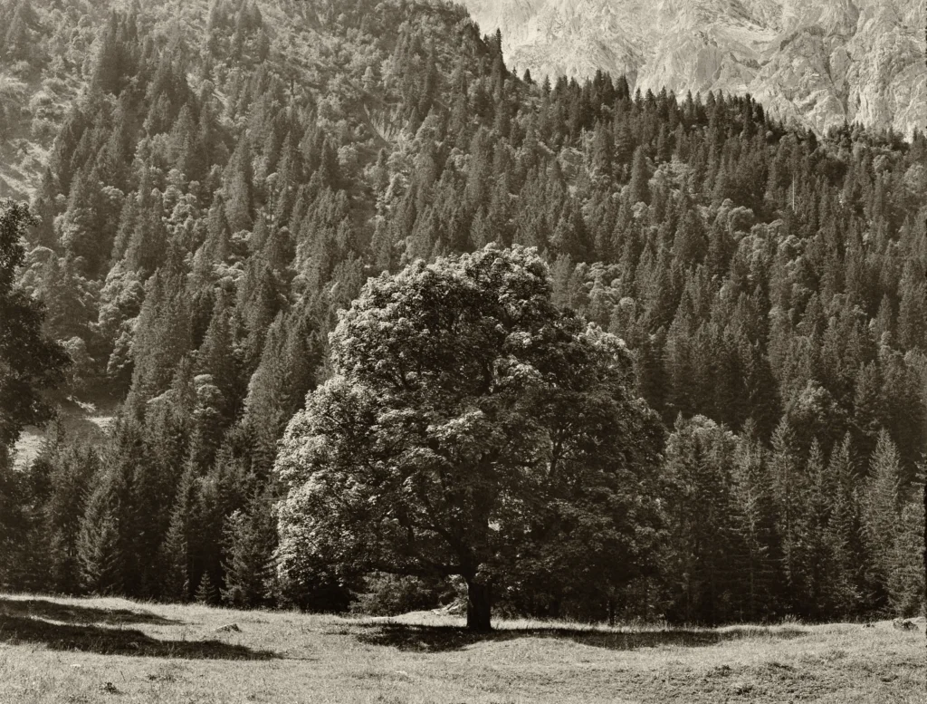 Nature B&W