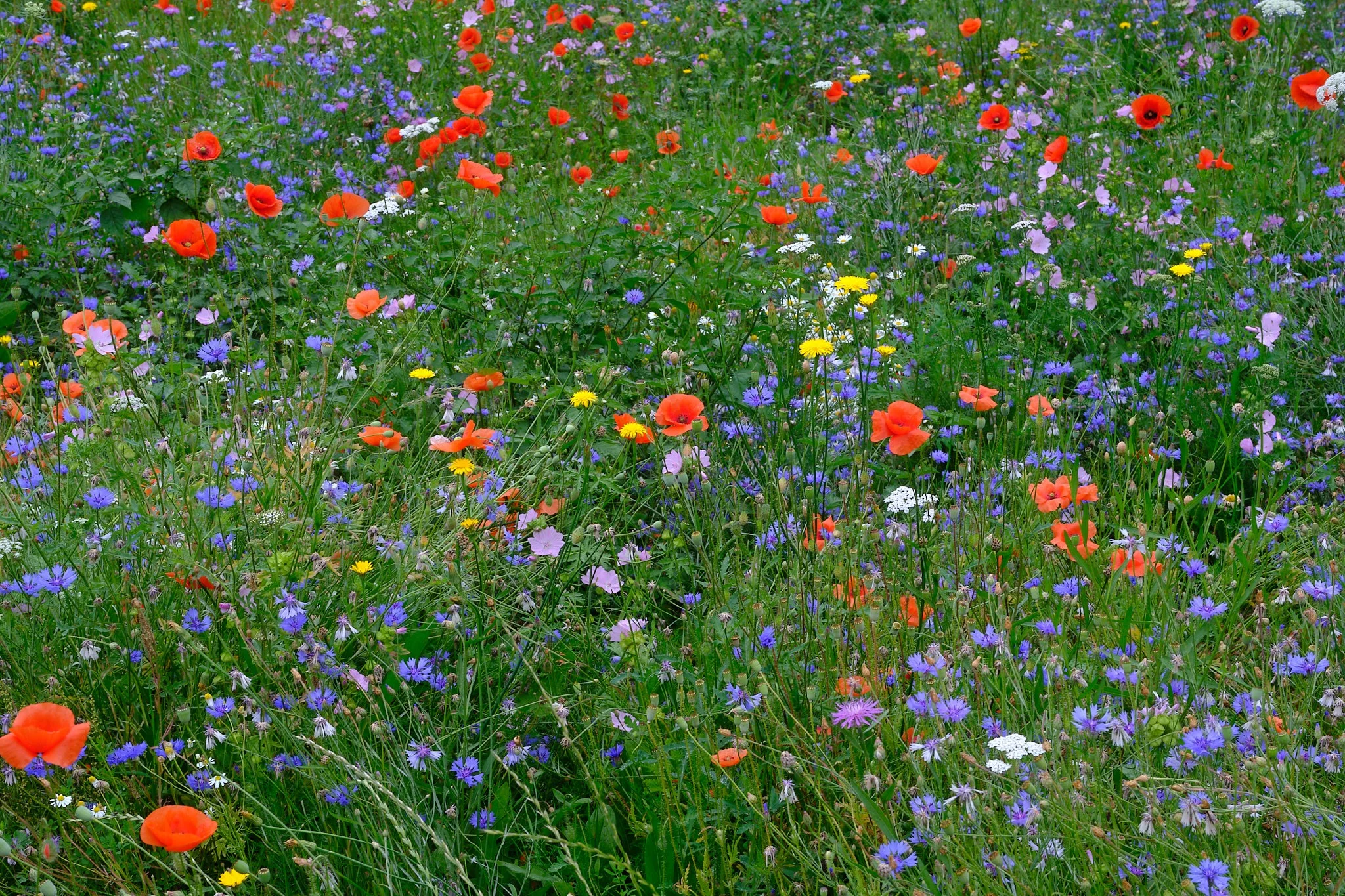 Bouquet, Germany