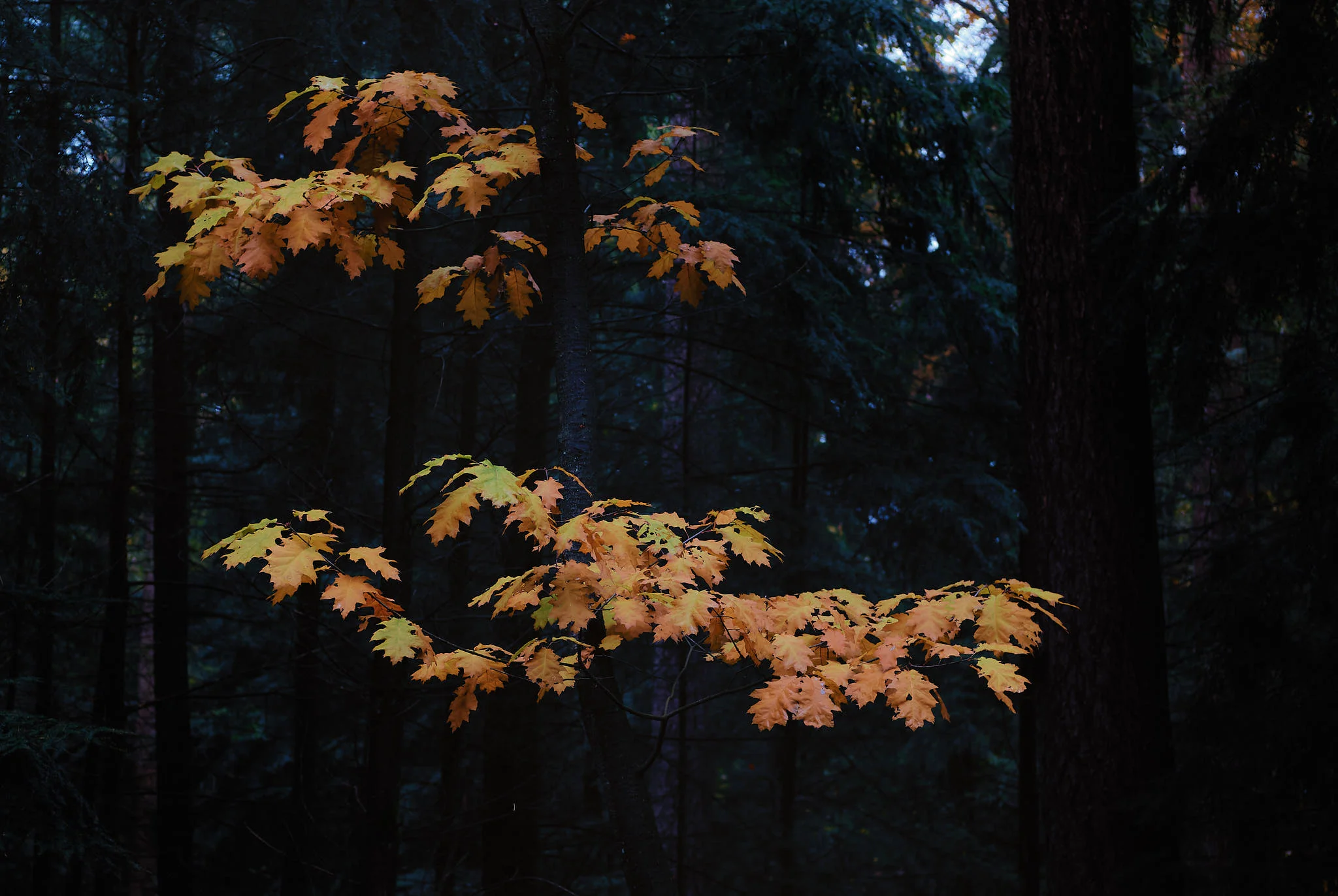 Speulderbos, The Netherlands