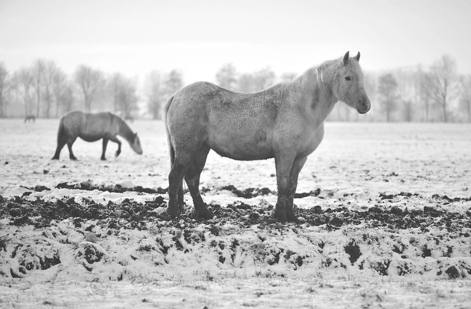 Hardegarijp, The Netherlands