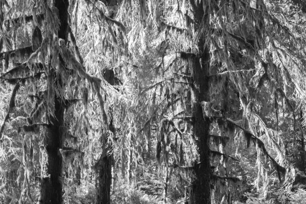 HOH Rainforest, USA — HOH Rainforest, USA