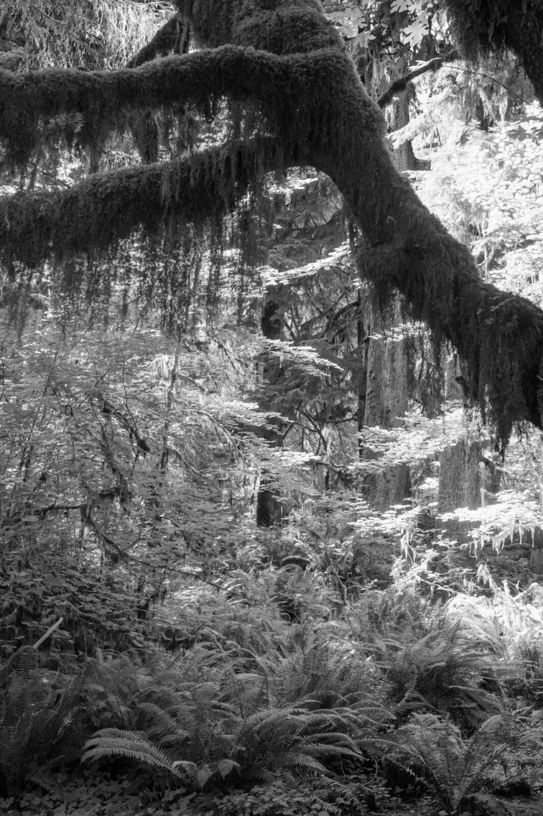 HOH Rainforest, USA