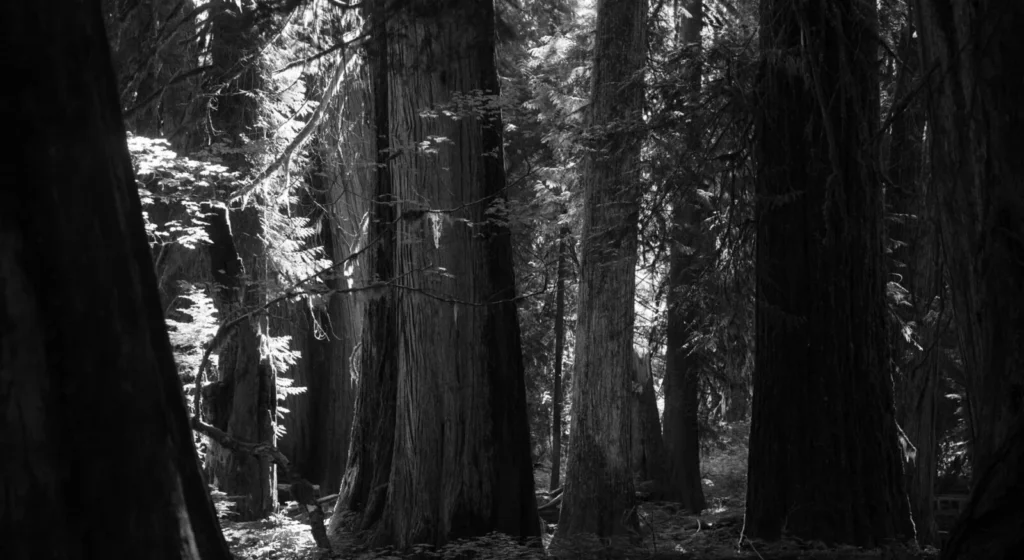 Mount Rainier National Park, USA — Mount Rainier National Park, USA