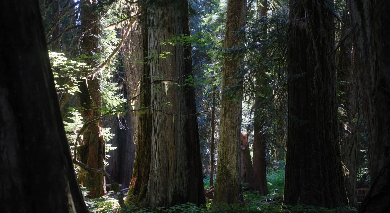 Mount Rainier National Park, USA