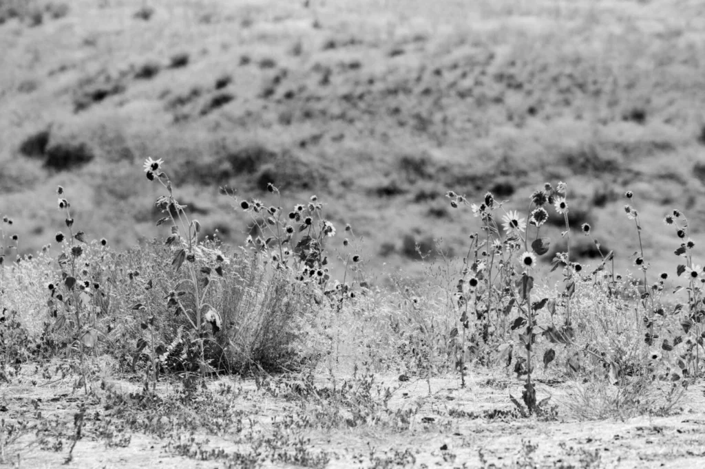 Painted Hills, USA — Painted Hills, USA