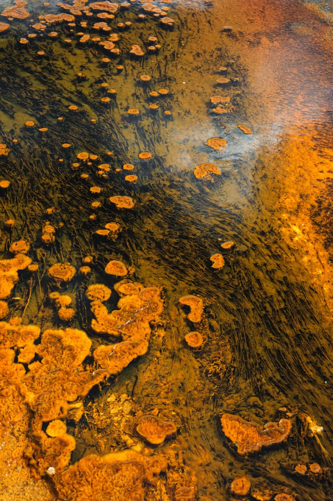 Yellowstone, USA