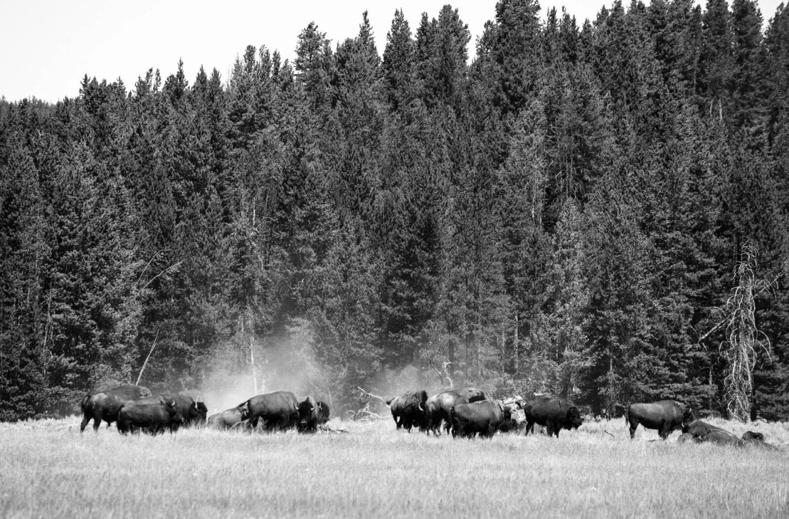 Yellowstone, USA