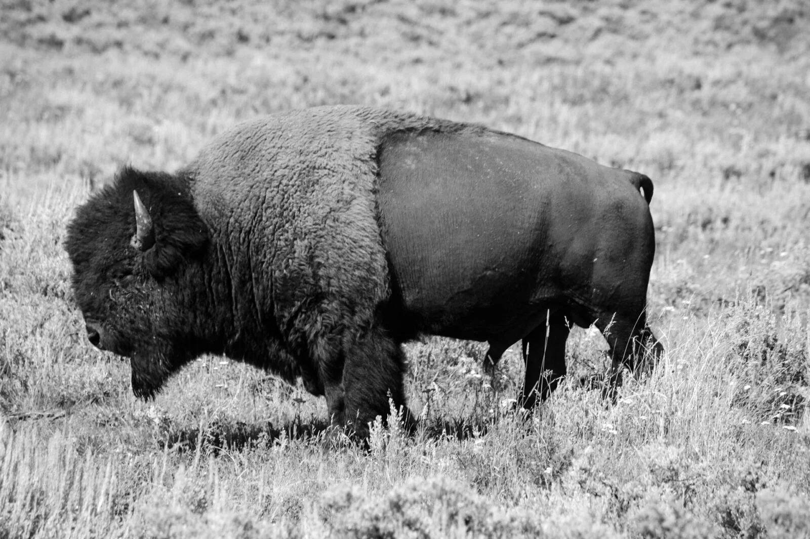 Yellowstone, USA