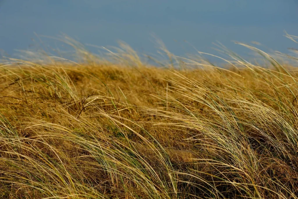 Texel, The Netherlands — Texel, The Netherlands