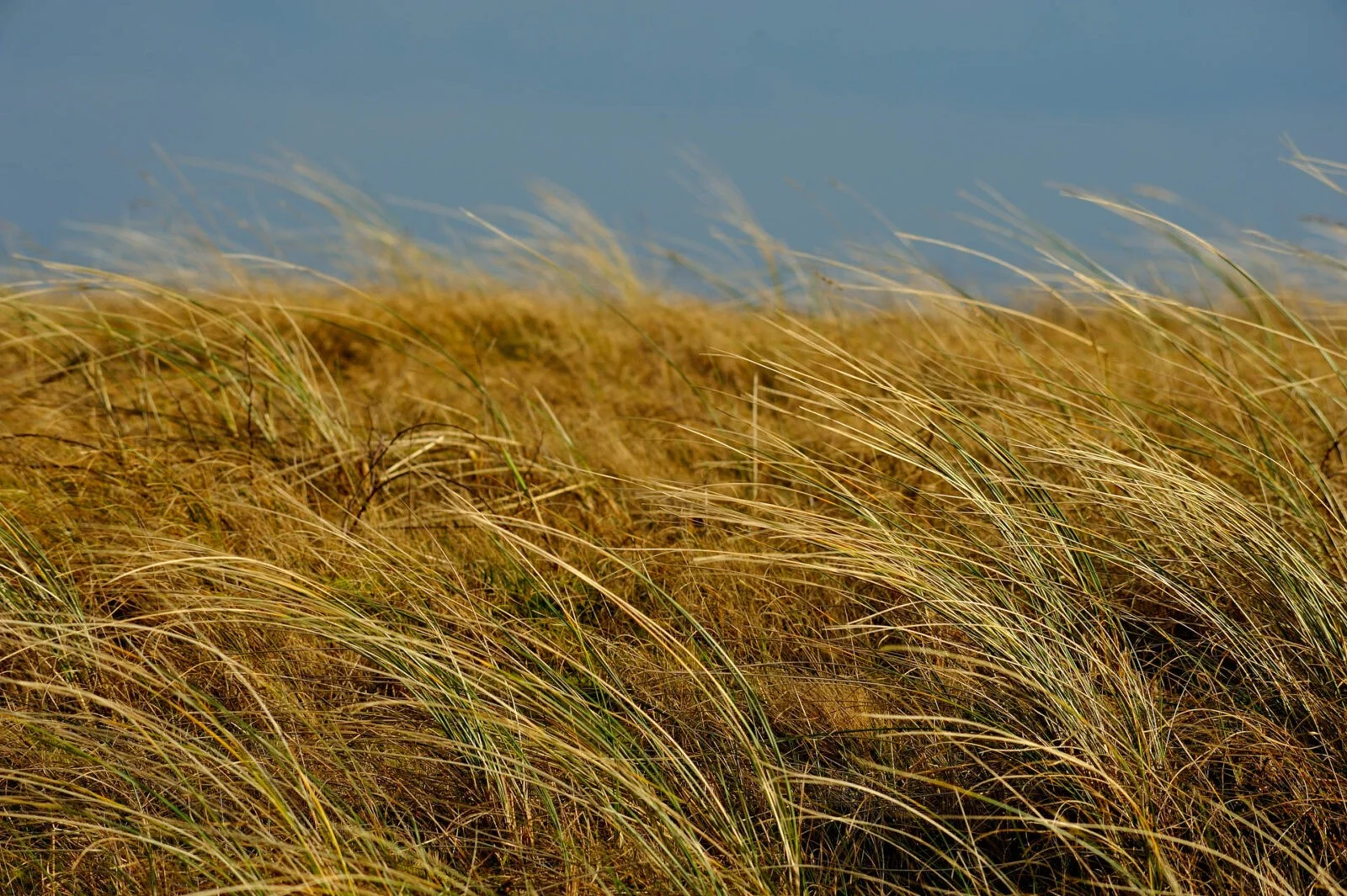 Texel, The Netherlands